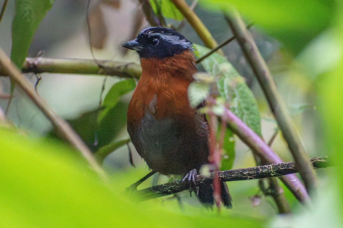 Tanager Finch - ML647588412