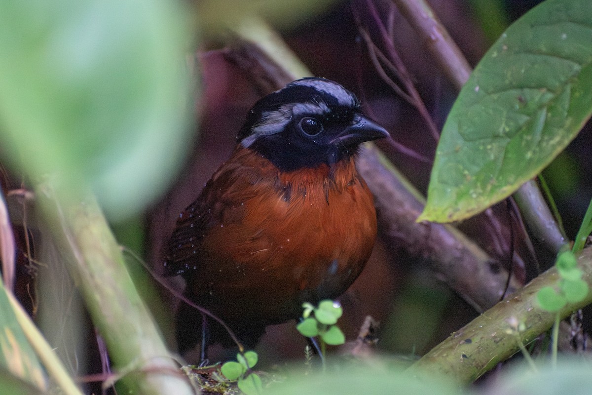 Tanager Finch - ML647588413