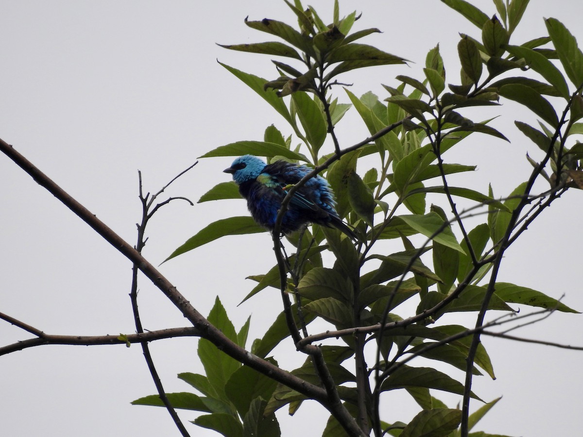 Blue-necked Tanager - ML647588414