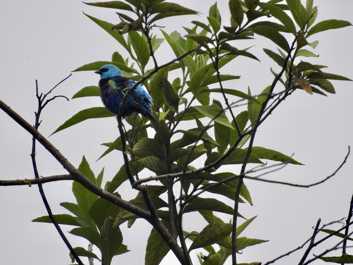 Blue-necked Tanager - ML647588415