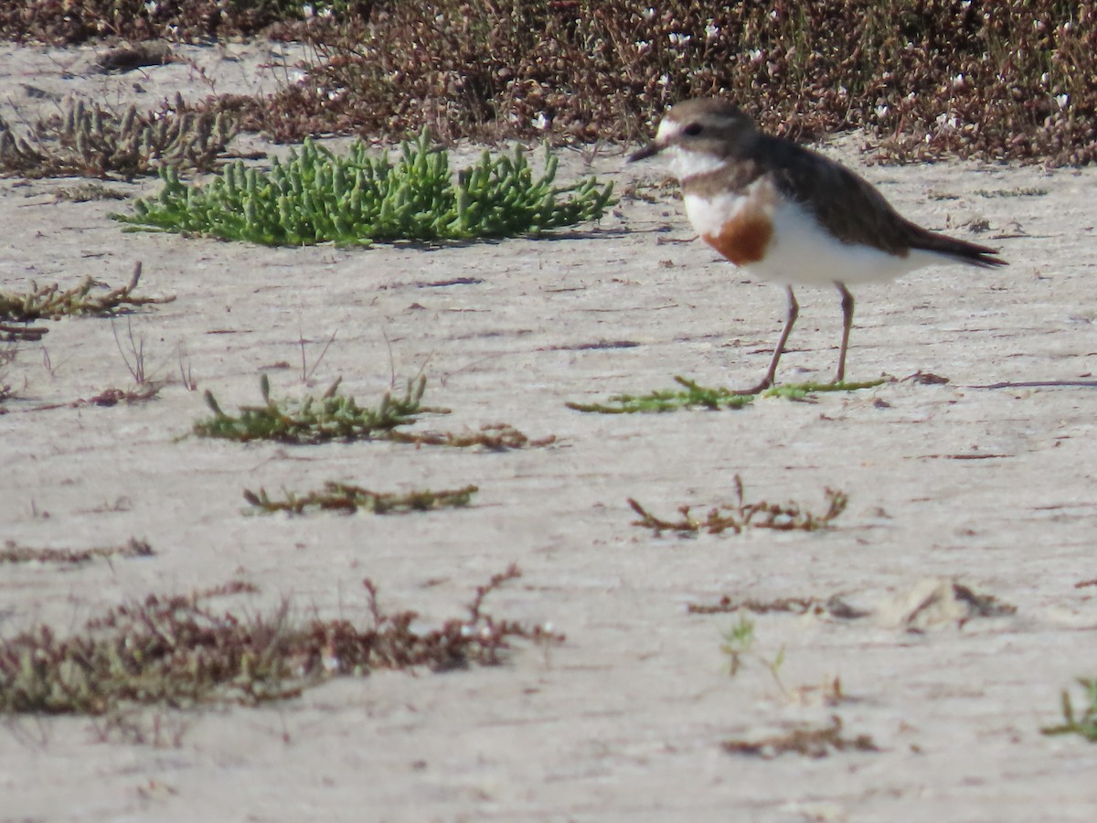 Пісочник рудоволий - ML647588418