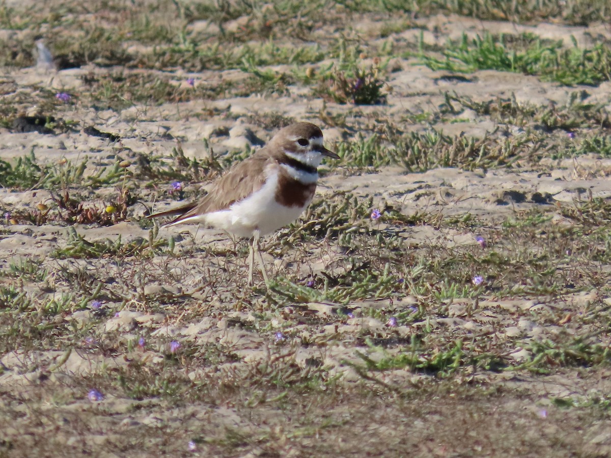 Пісочник рудоволий - ML647588419