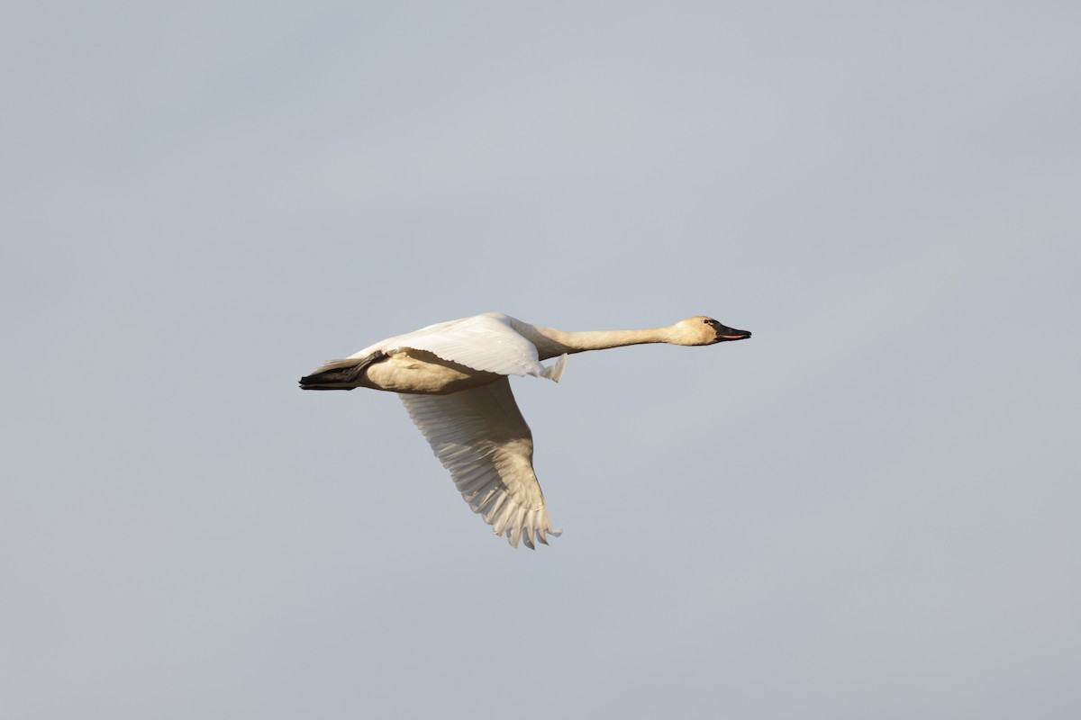 Tundra Swan - ML647588430