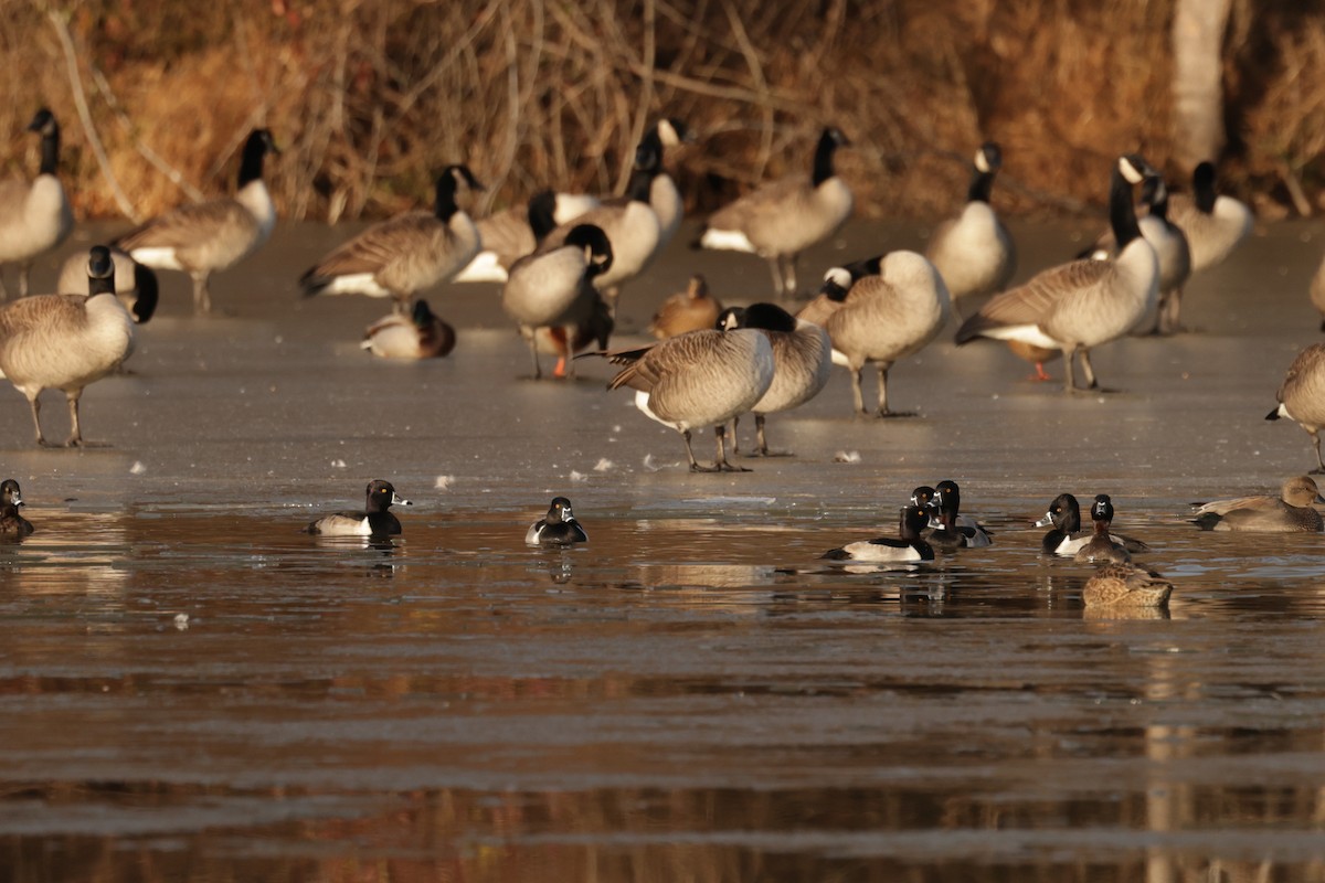 Ring-necked Duck - ML647588439