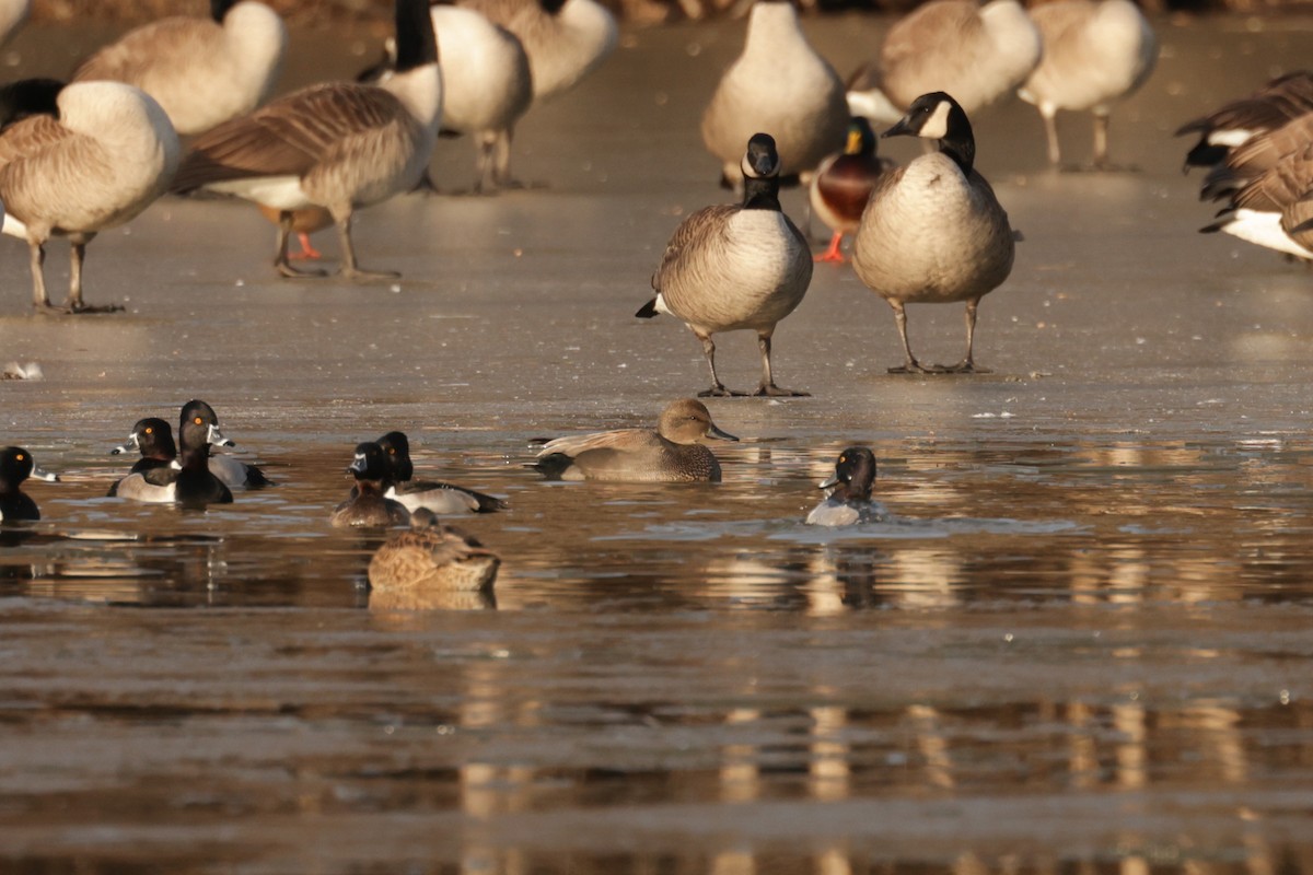 Gadwall - ML647588445