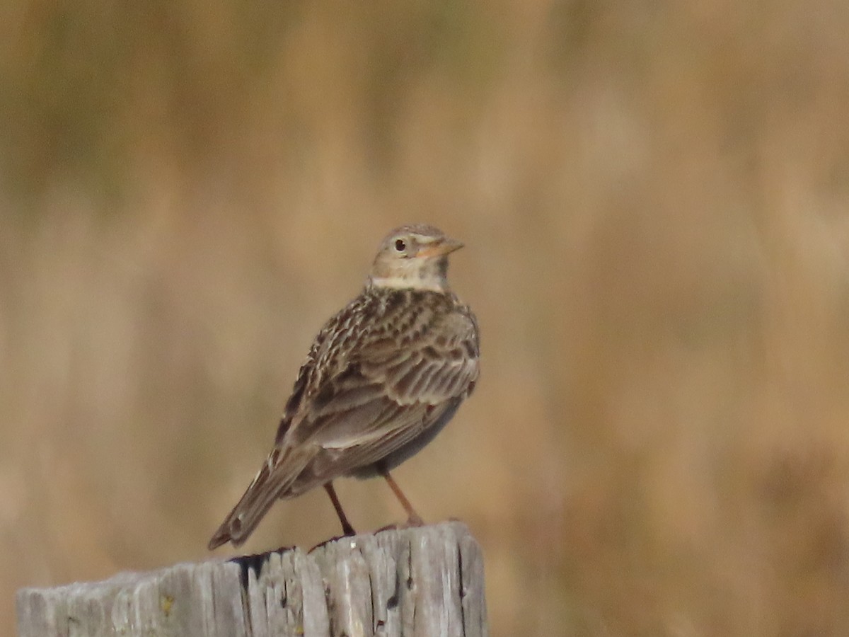 Жайворонок польовий - ML647588447