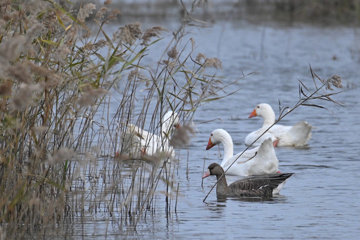 Ánsar Careto - ML647588461