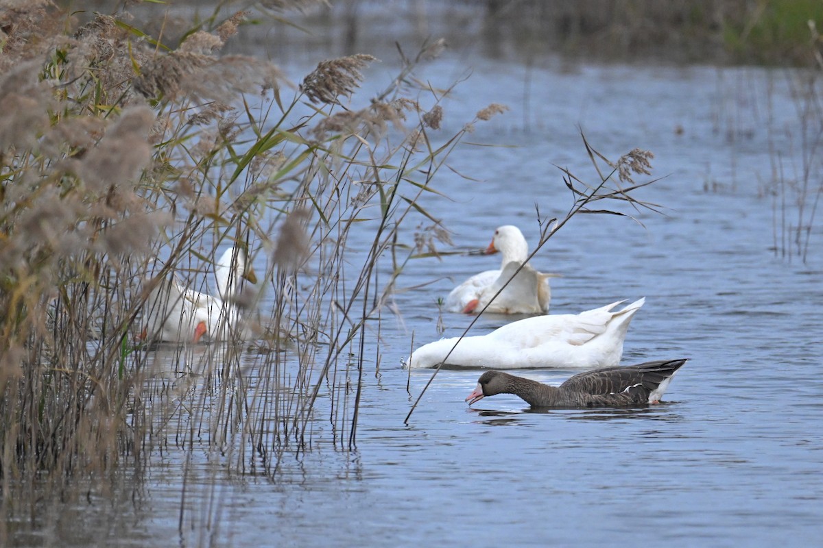 Ánsar Careto - ML647588462