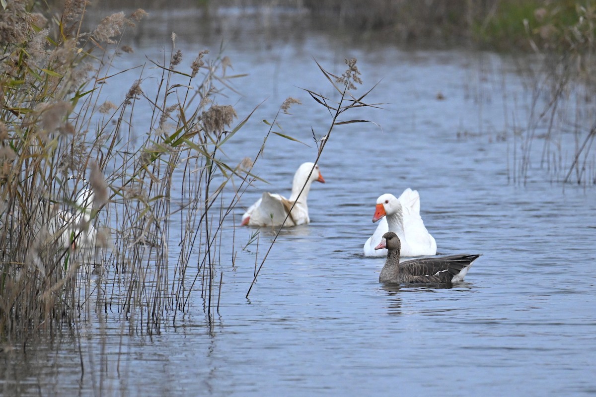 Ánsar Careto - ML647588463