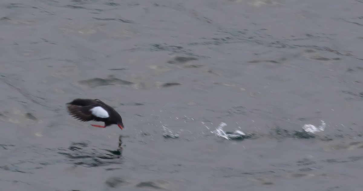 אוריה שחורה - ML647588464