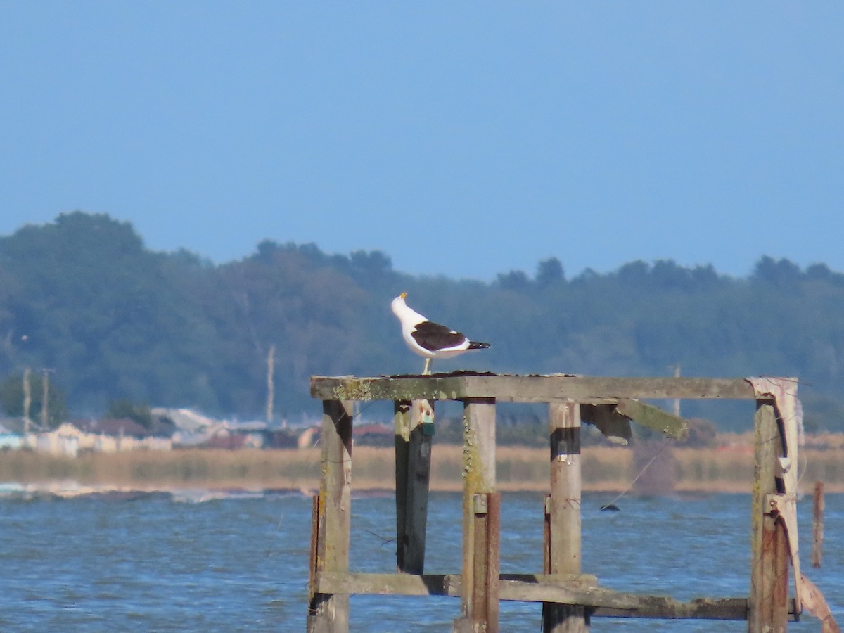 Мартин домініканський - ML647588465