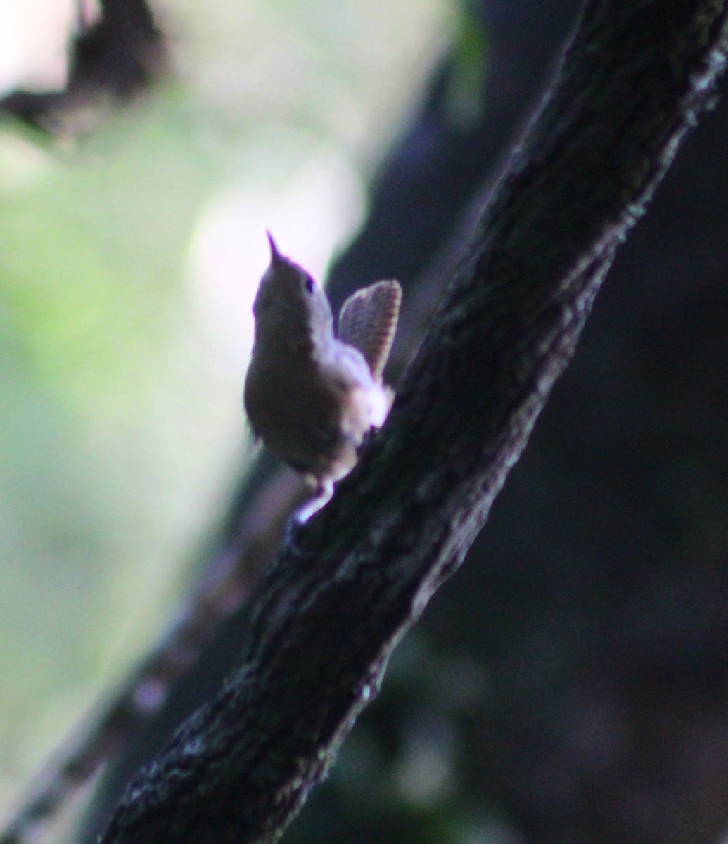 Southern House Wren - ML647588487
