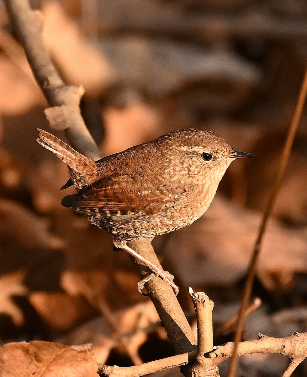 Chochín Hiemal - ML647588494