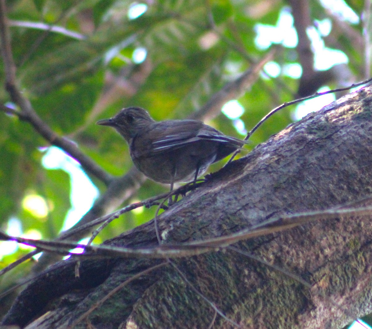 Pale-breasted Thrush - ML647588498