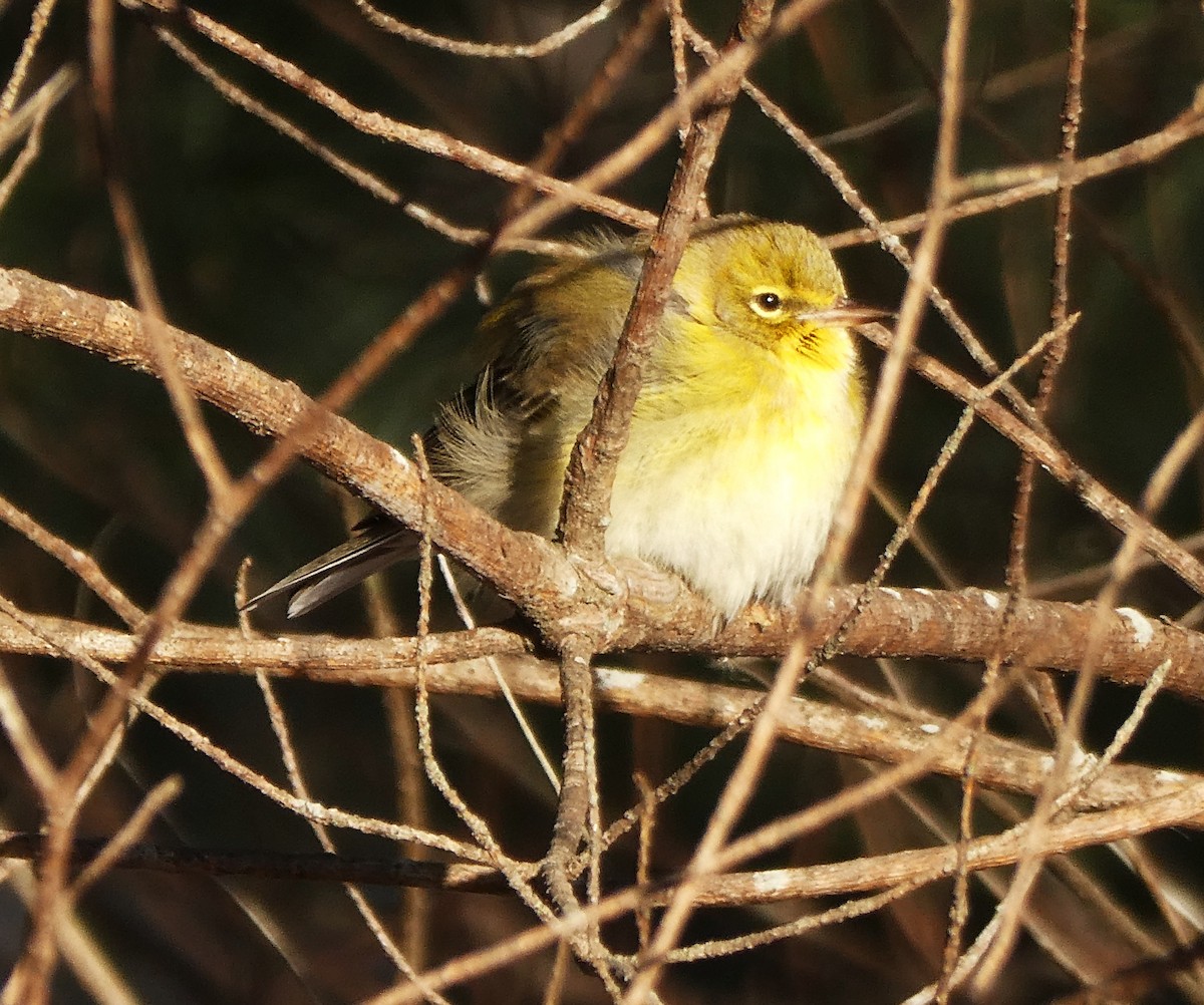 Pine Warbler - ML647588504