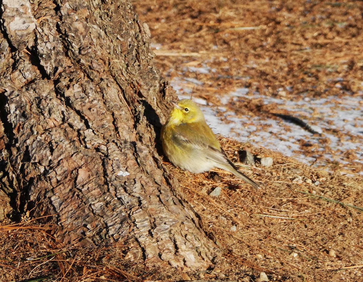 Pine Warbler - ML647588505