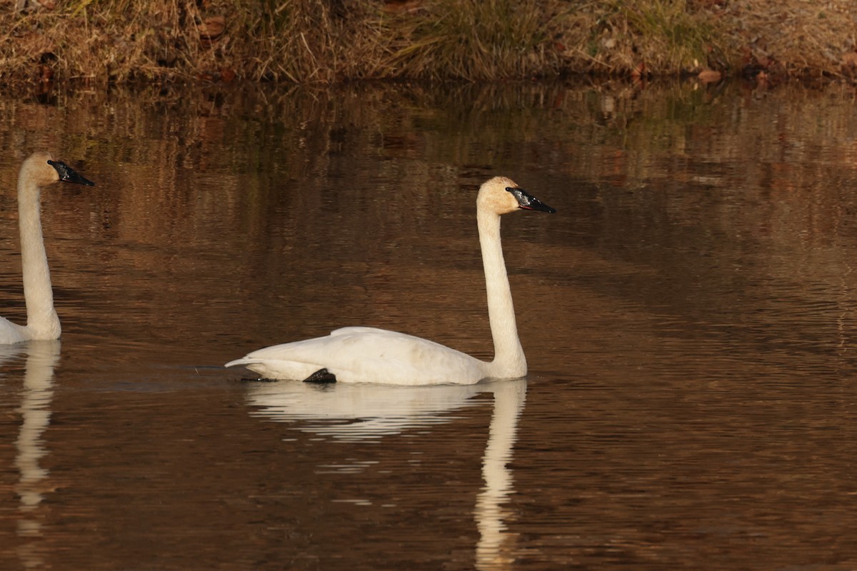 Trumpeter Swan - ML647588506