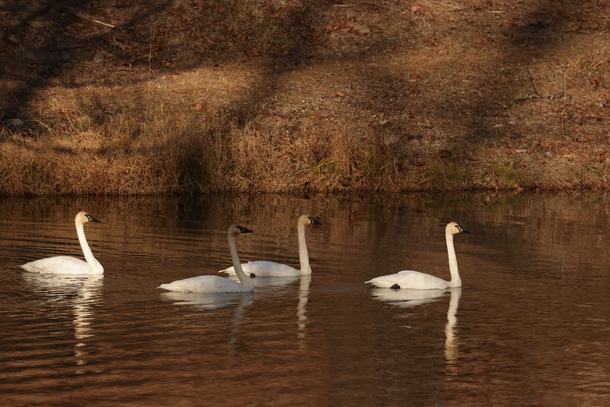 Trumpeter Swan - ML647588510