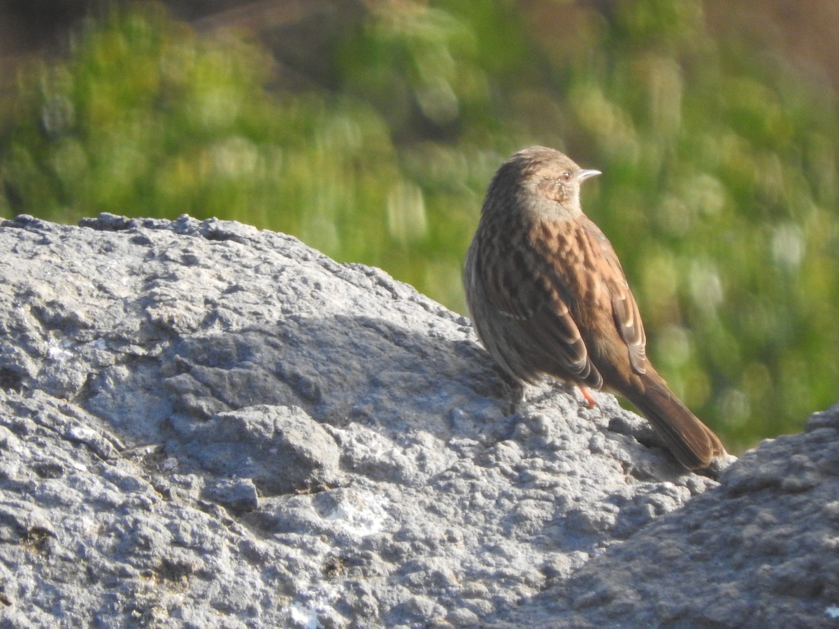 Тинівка лісова - ML647588521