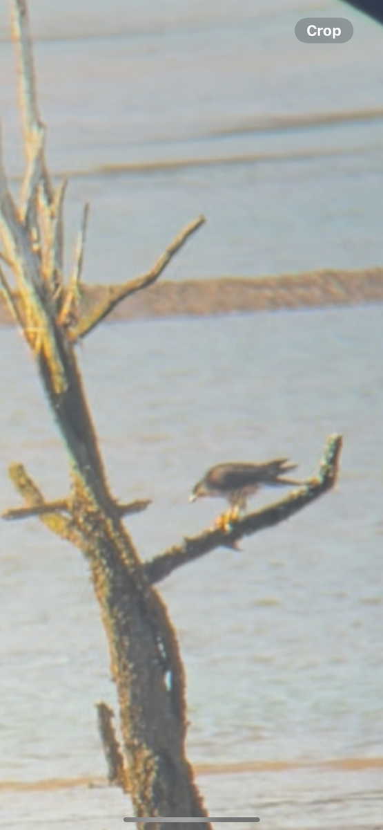 sokol stěhovavý - ML647588522