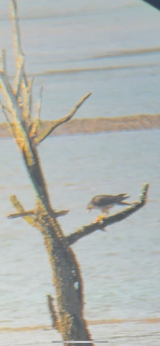 sokol stěhovavý - ML647588523