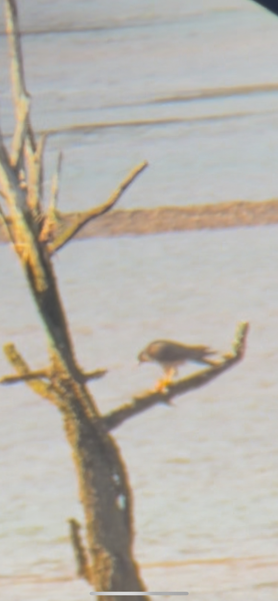 sokol stěhovavý - ML647588524