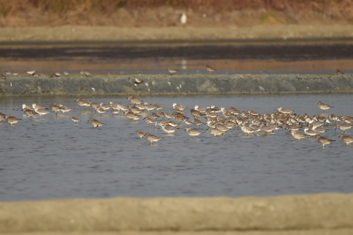 Chorlito Gris - ML647588525