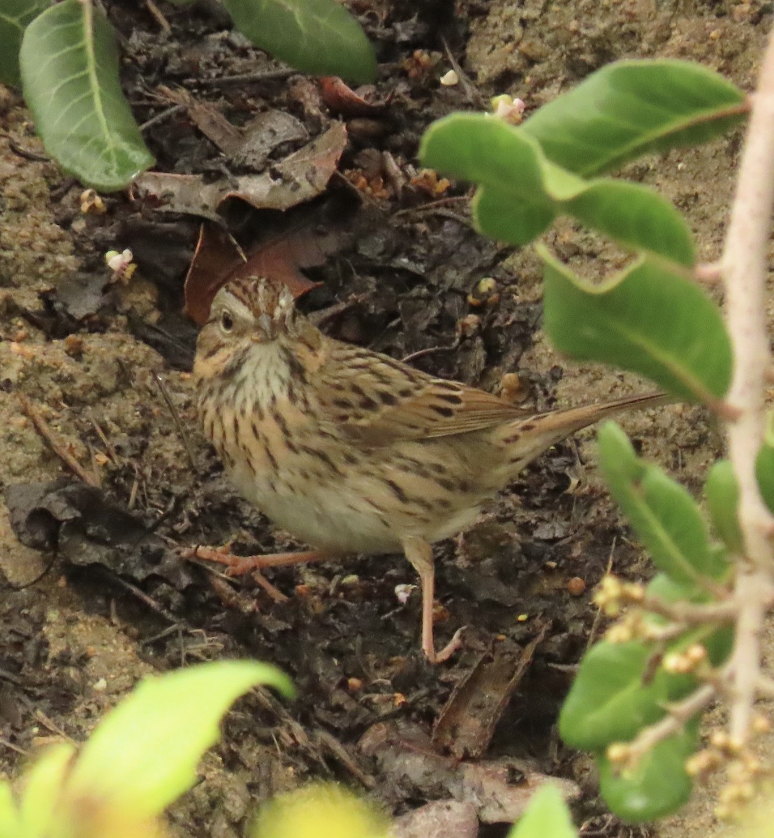 Chingolo de Lincoln - ML647588531