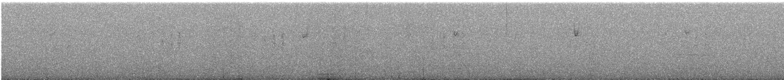 Chingolo Cejiblanco - ML647588532