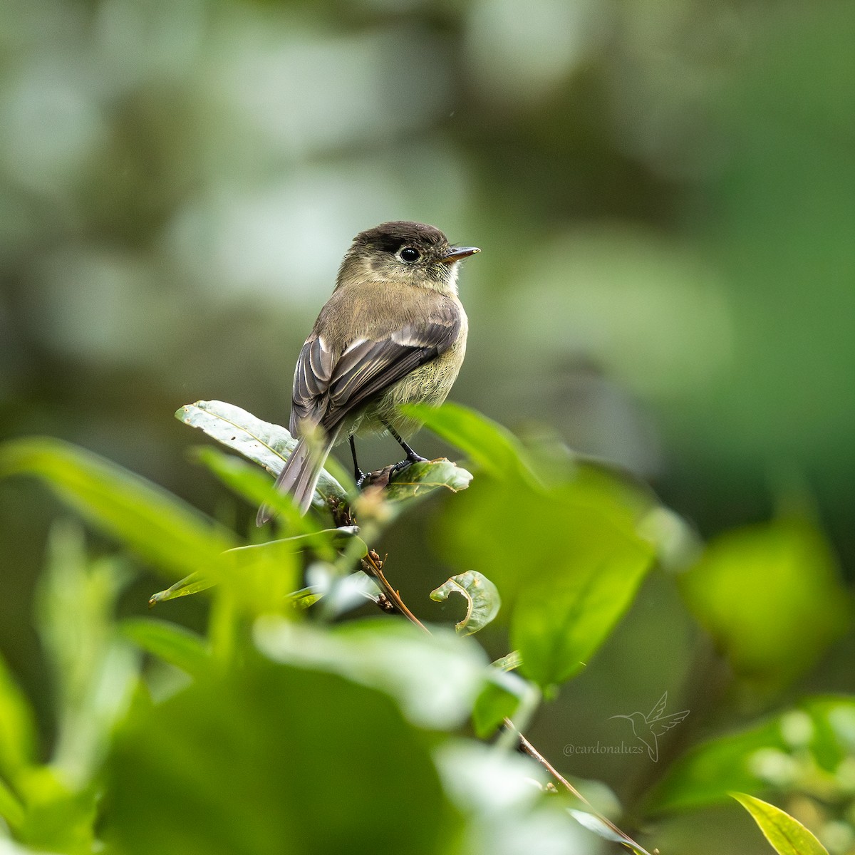 Mosquero Cabecinegro - ML647588536