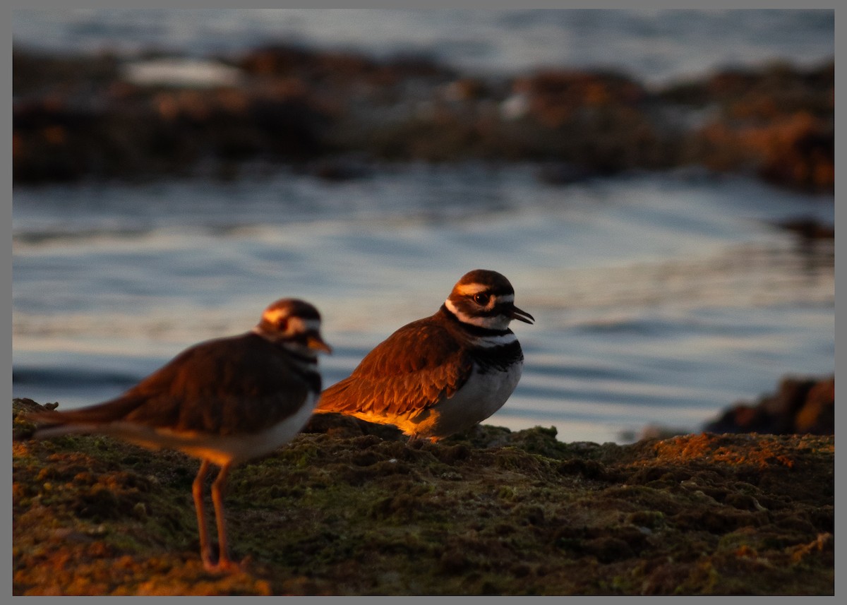 Chorlitejo Culirrojo - ML647588537