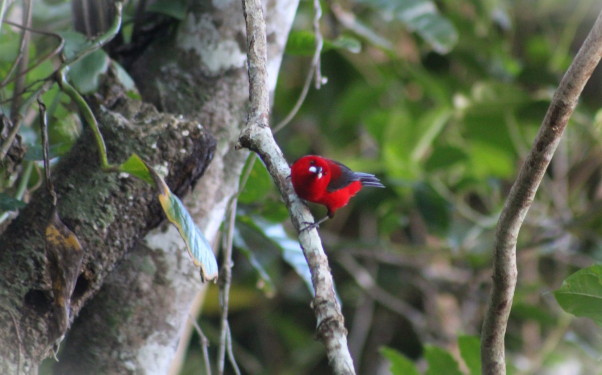 Tangara Brasileña - ML647588538