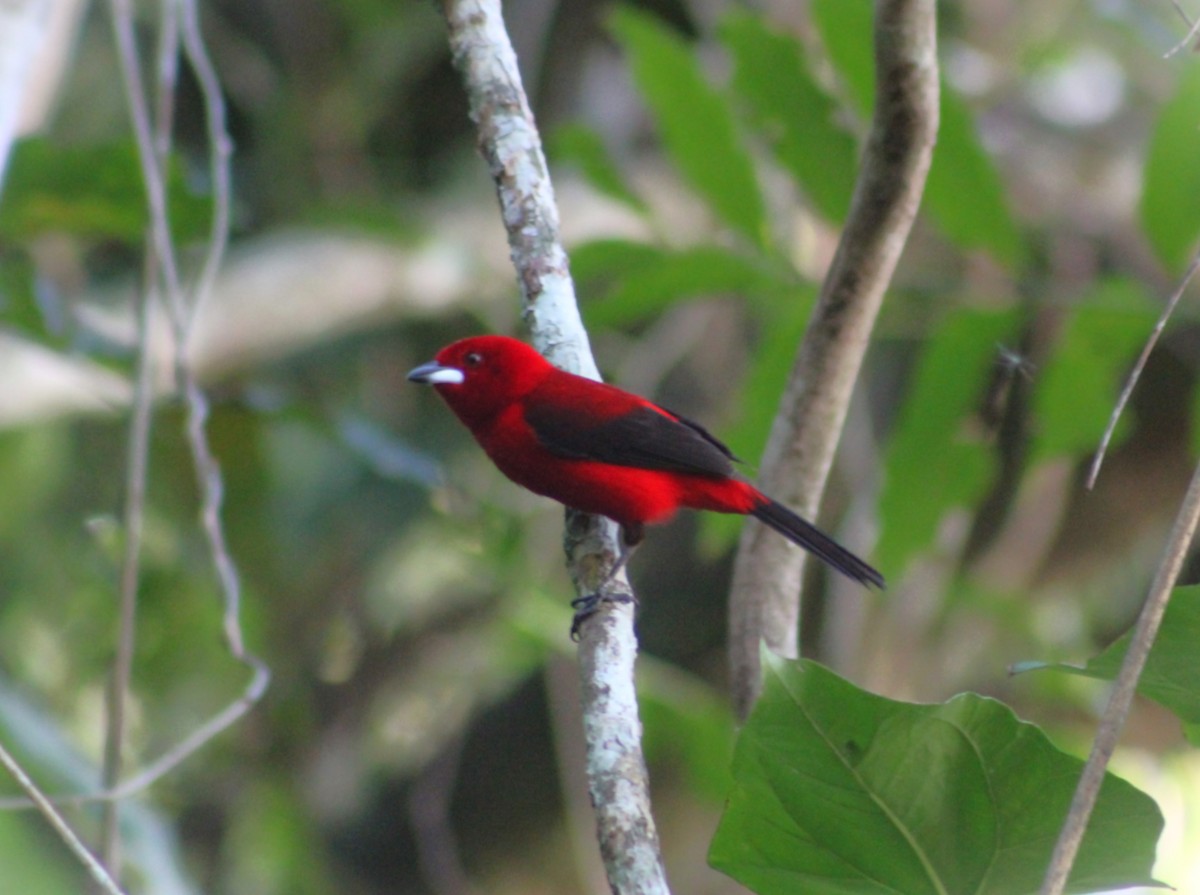 Tangara Brasileña - ML647588539