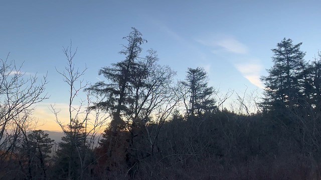 Вечерний дубонос - ML647588540