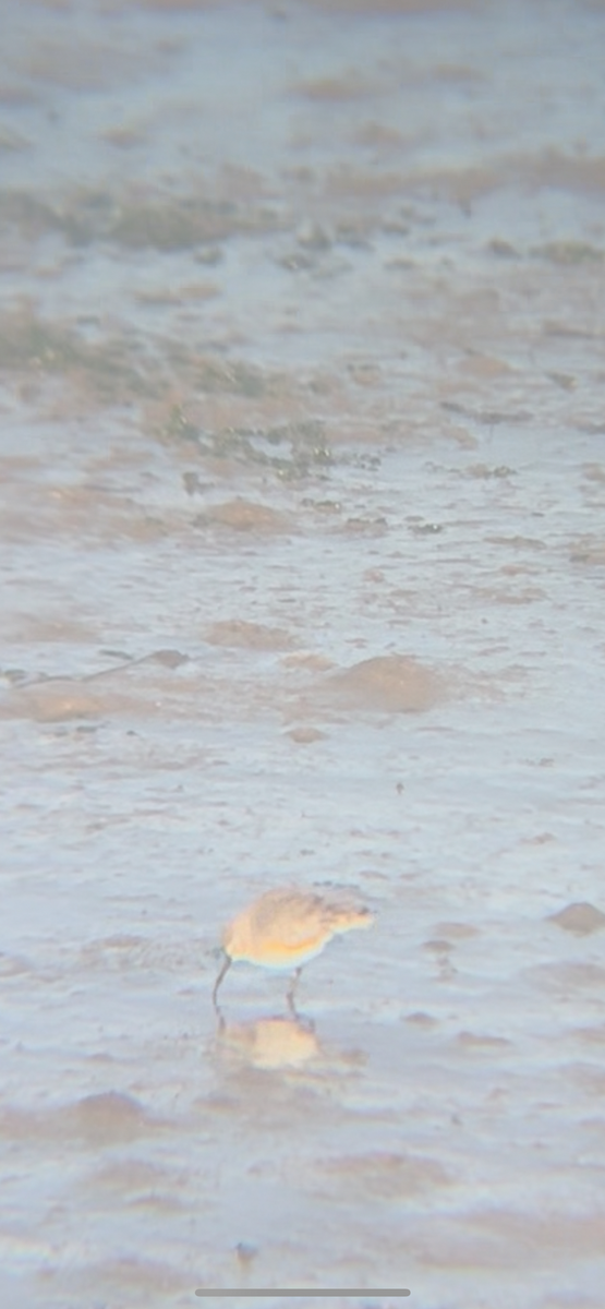 Correlimos Común - ML647588542