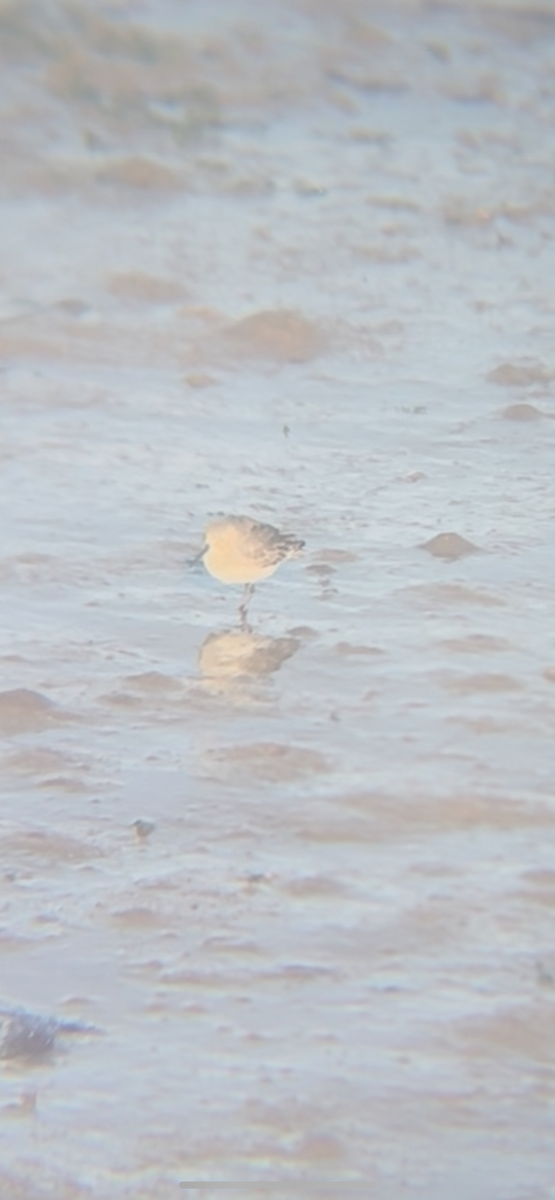 Correlimos Común - ML647588543