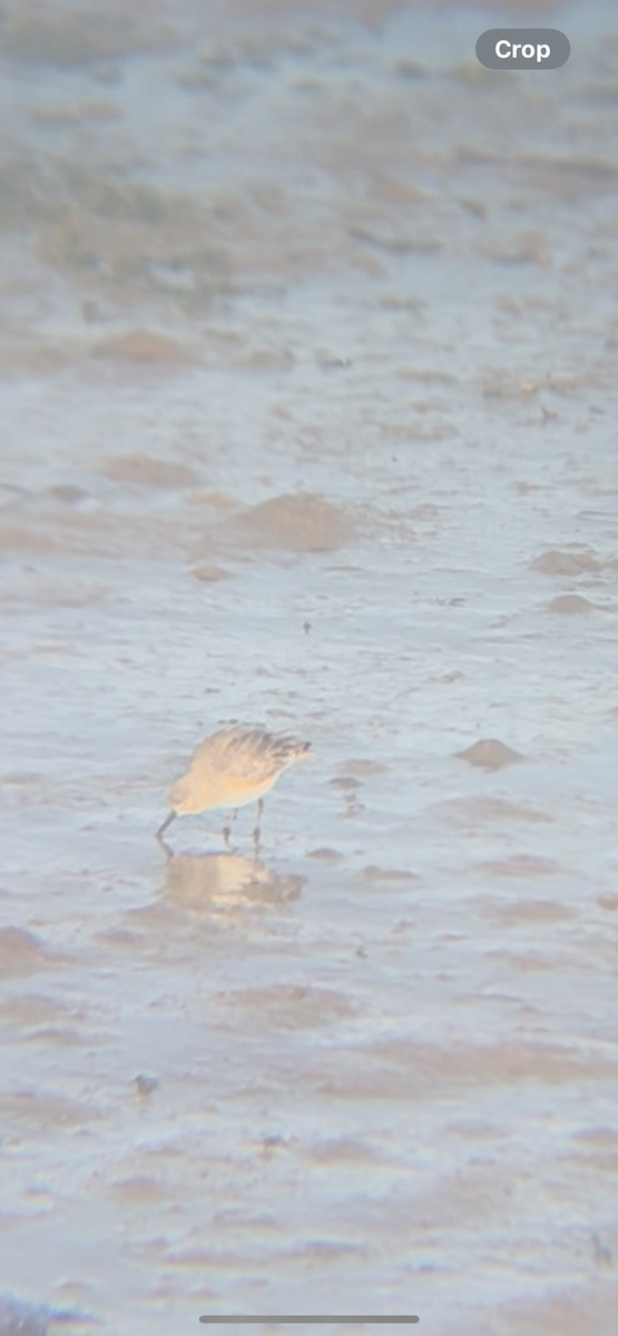 Correlimos Común - ML647588544