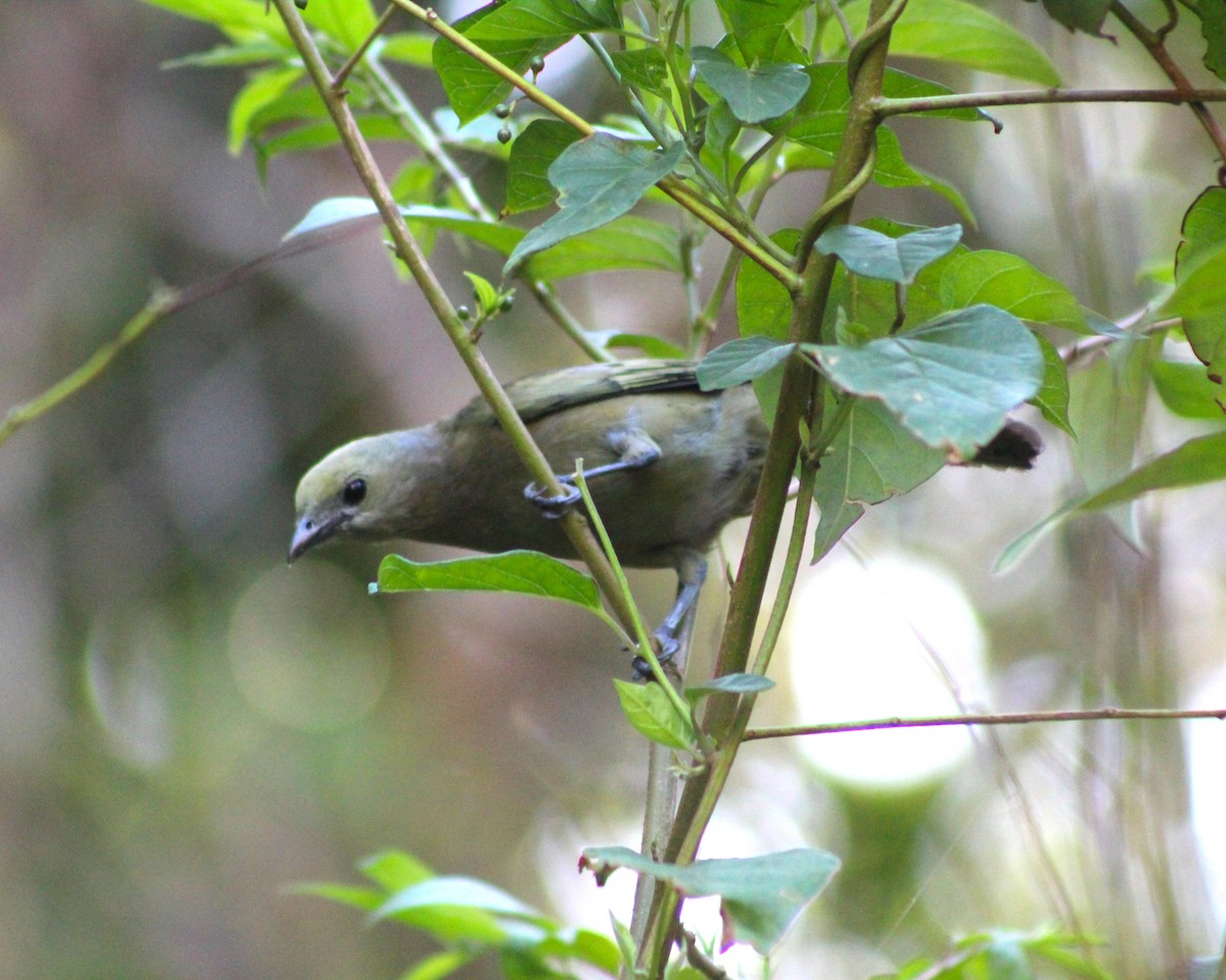 Tangara Palmera - ML647588549