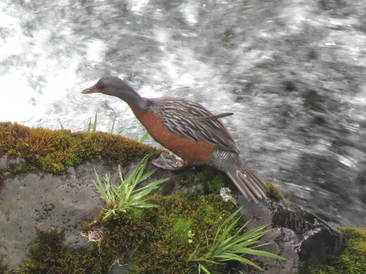 Pato Torrentero - ML647588550
