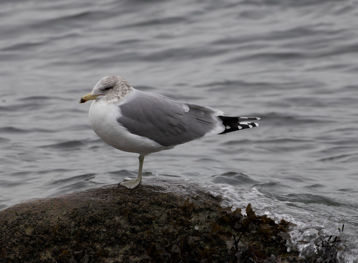 Gaviota Californiana - ML647588551