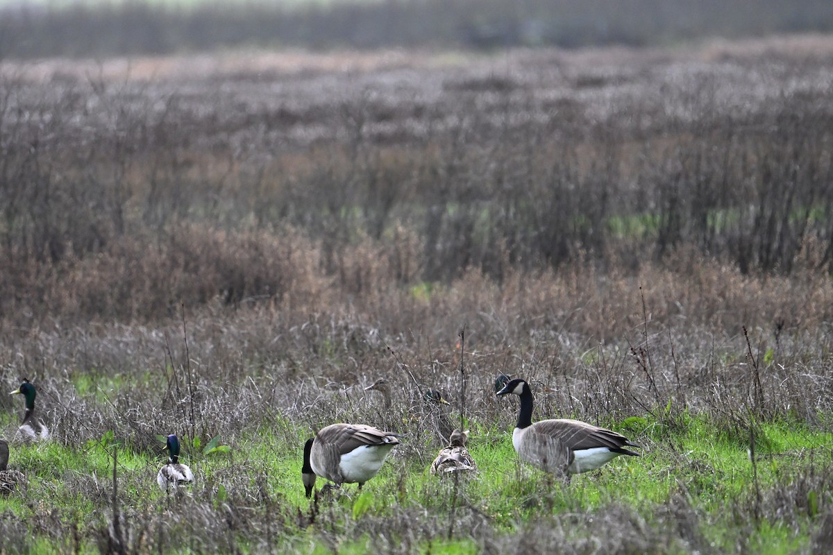 Barnacla Canadiense Grande - ML647588552