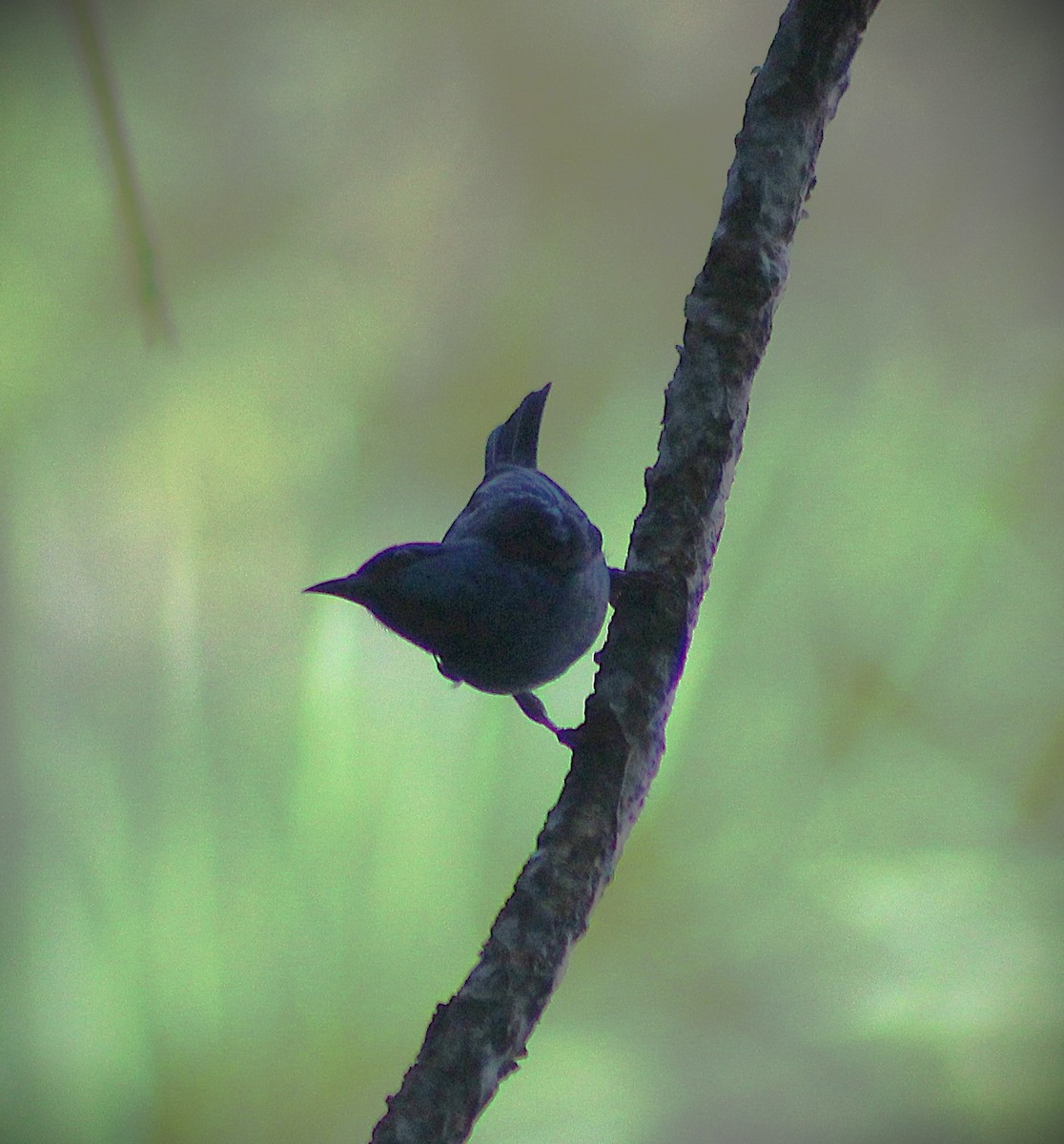 Dacnis Azul - ML647588553