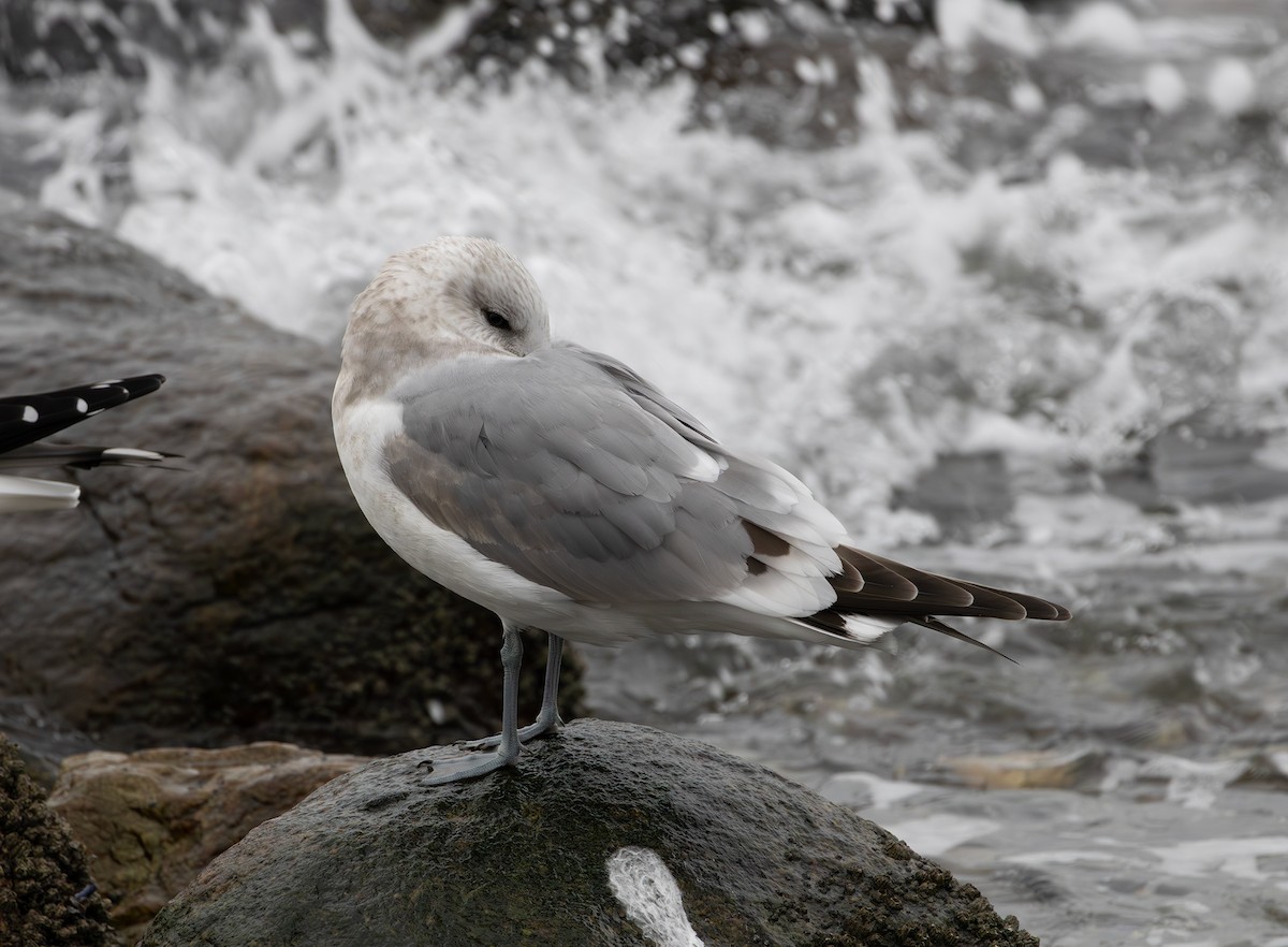 Gaviota de Alaska - ML647588555