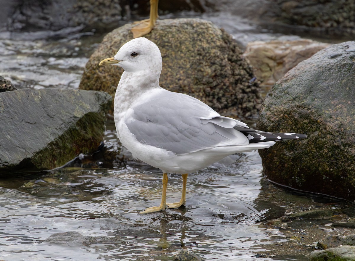 Gaviota de Alaska - ML647588560