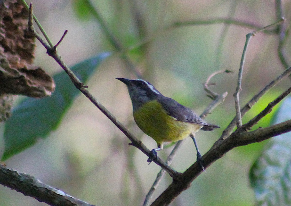 Platanero - ML647588563