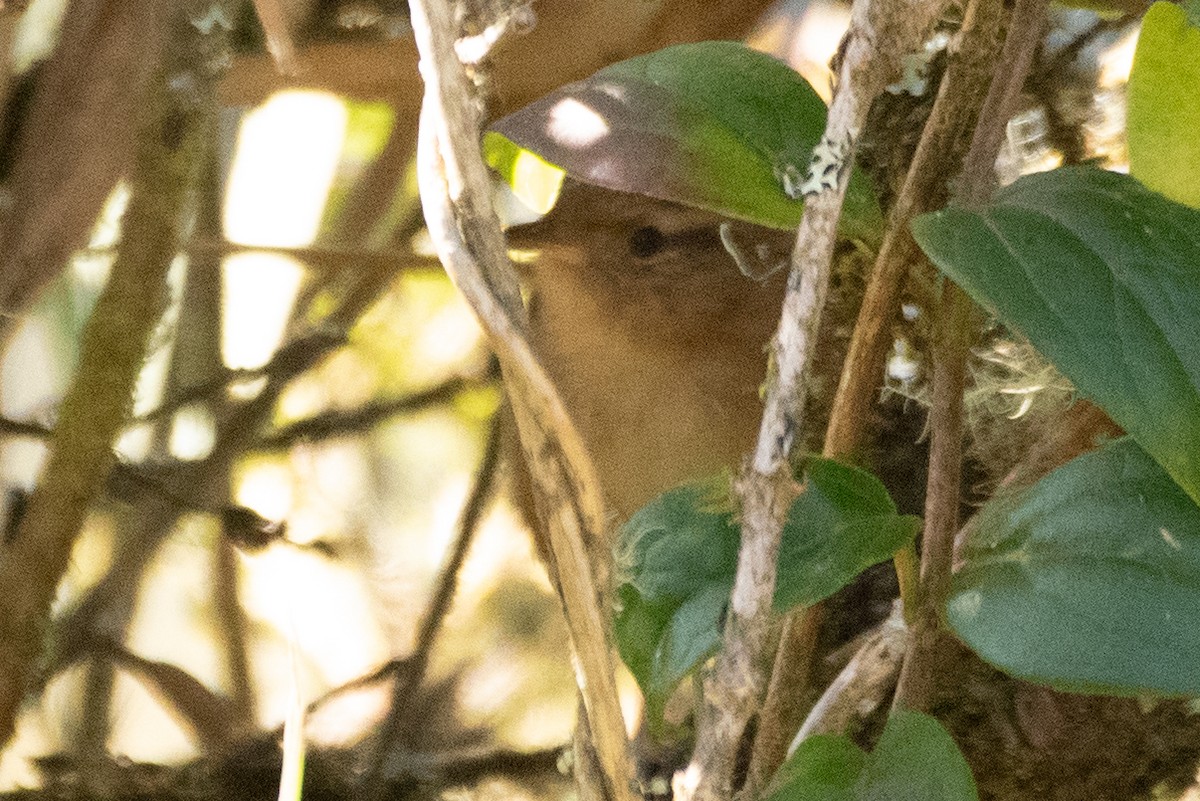Grass Wren - ML647588598