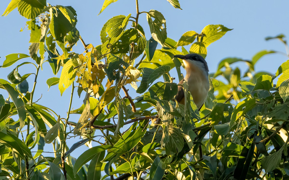 Dark-billed Cuckoo - ML647588618