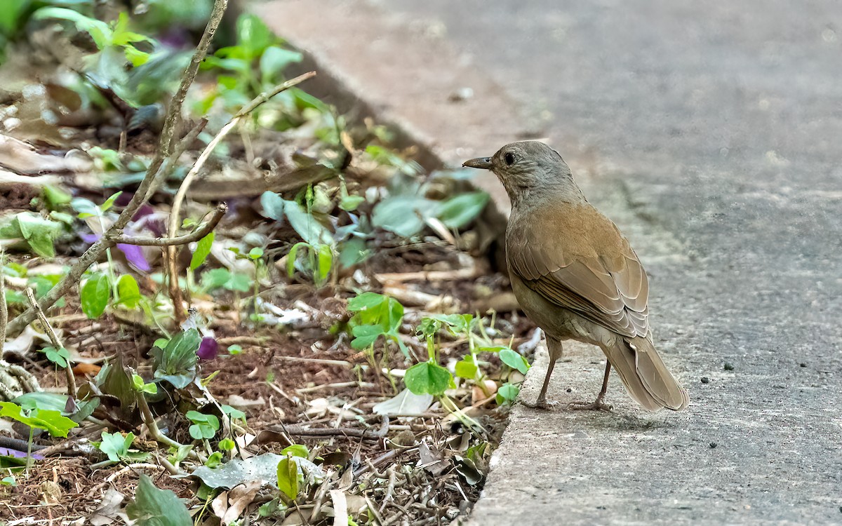 Pale-breasted Thrush - ML647588623