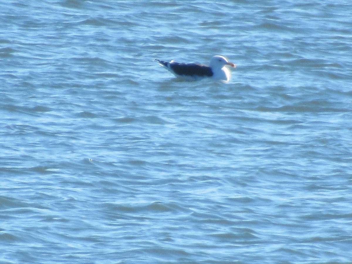 racek mořský - ML647588633