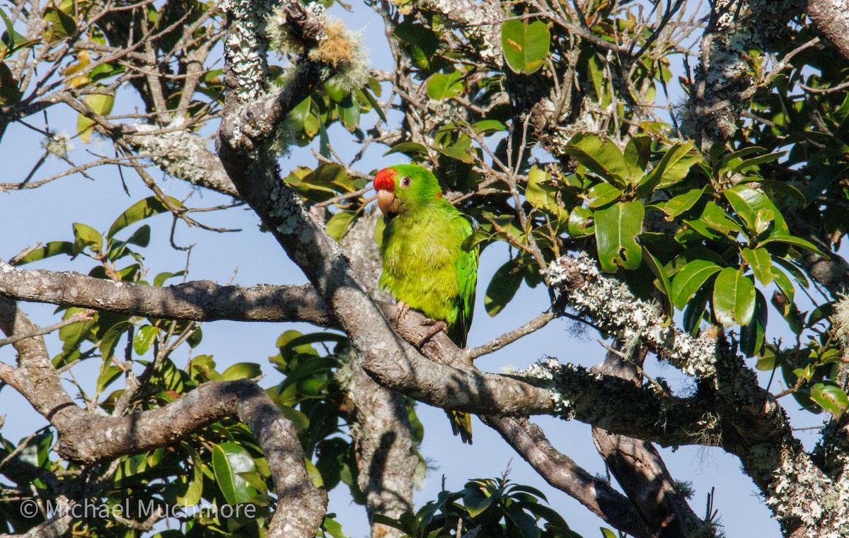 Scarlet-fronted Parakeet - ML647588649